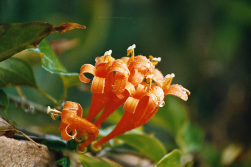 blomma på mur