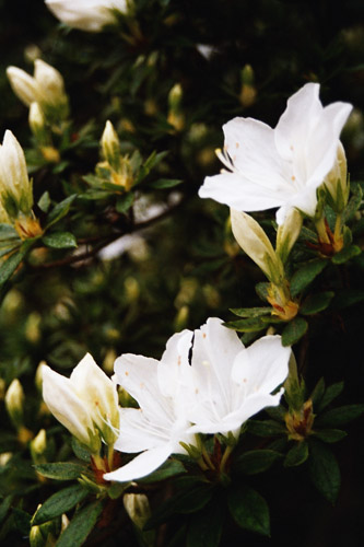 Blommor 1