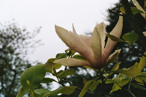 Blommande buskar